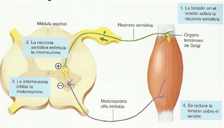 estiramientos-golgi