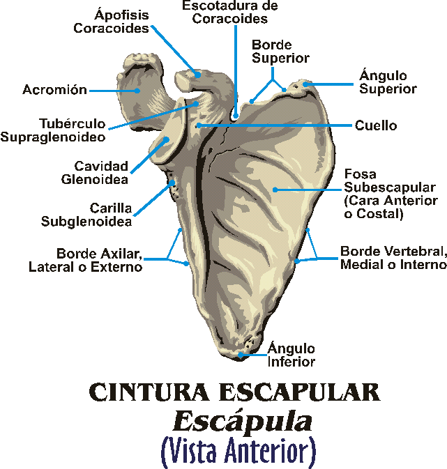 escapula